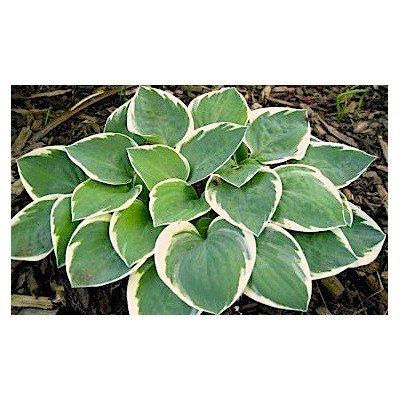 HOSTA COUNTRY MOUSE