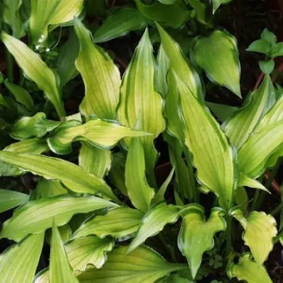 Hosta Kabitan