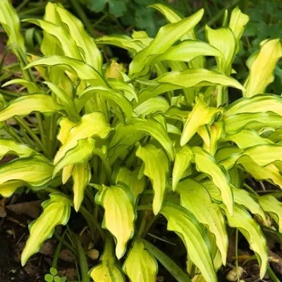 Hosta Kabitan