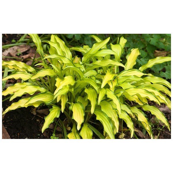 Hosta Kabitan