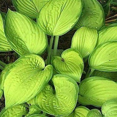 Hosta September Sun