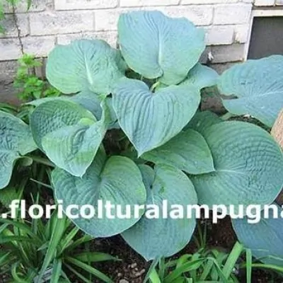 Hosta Big Mama