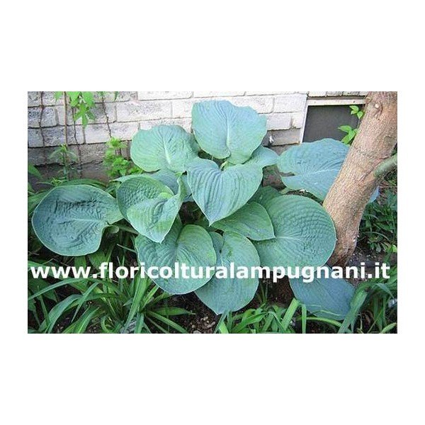 Hosta Big Mama