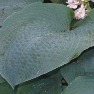 Hosta Big Mama