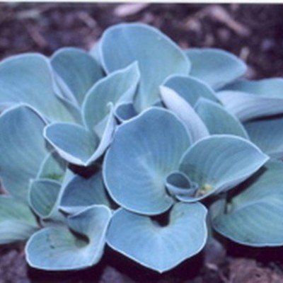 Hosta Blue Mouse Ears