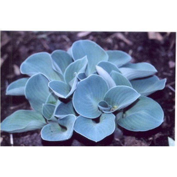 Hosta Blue Mouse Ears