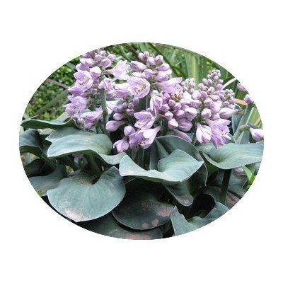 Hosta Blue Mouse Ears