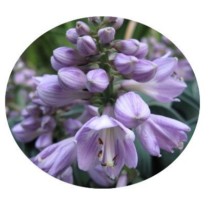 Hosta Blue Mouse Ears