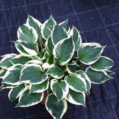 Hosta Karin