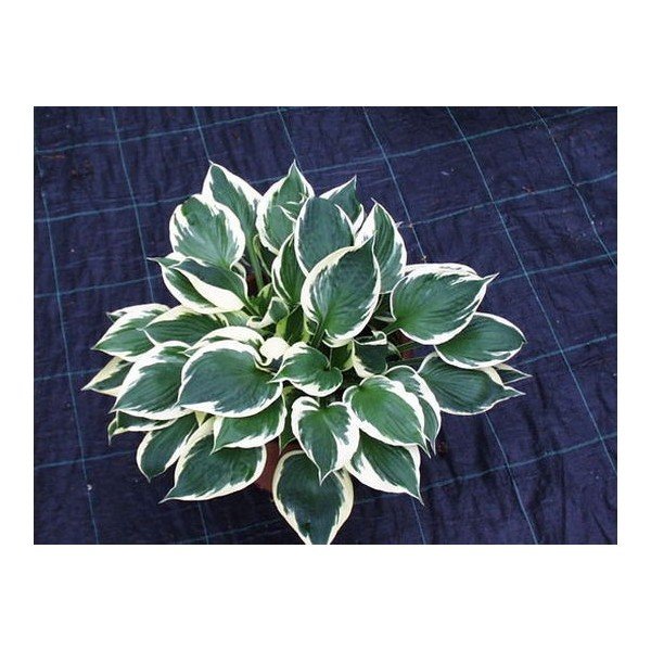 Hosta Karin