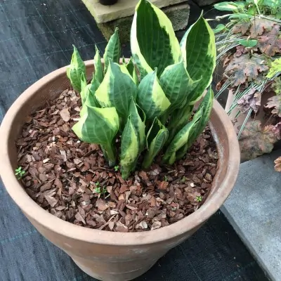 Hosta Karin