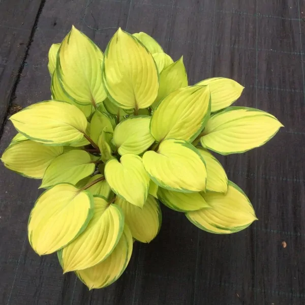 Hosta Paradise Island ®