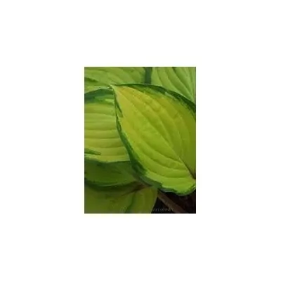 Hosta Paradise Island ®