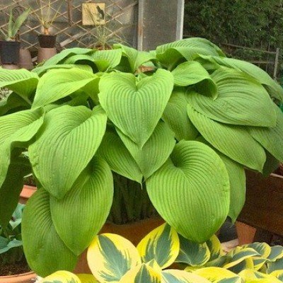 Hosta Green Acres