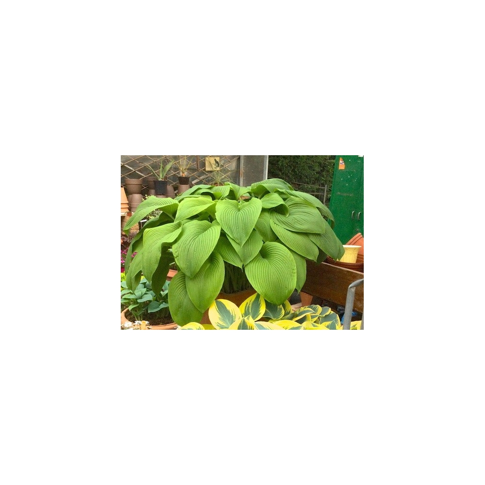 Hosta Green Acres