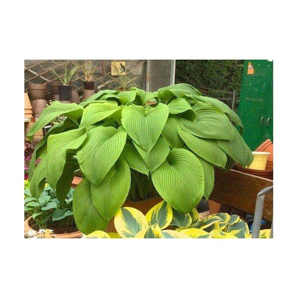 Hosta Green Acres