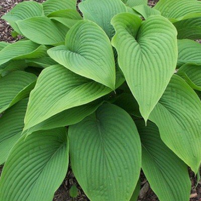 Hosta Green Acres