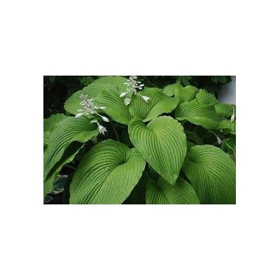 Hosta Green Acres