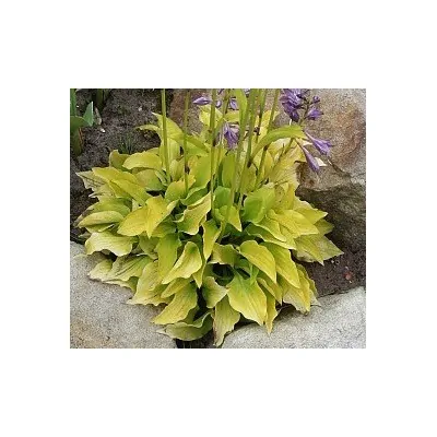 Hosta Hydon Sunset