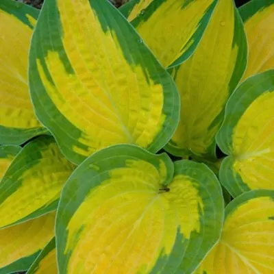 Hosta Orange marmalade