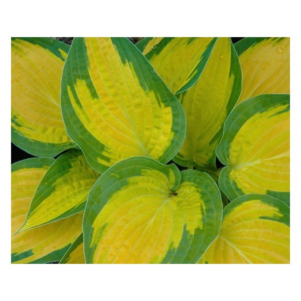 Hosta Orange marmalade