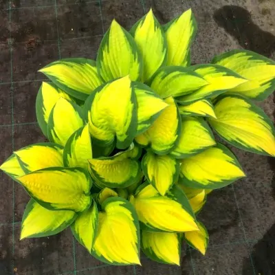 Hosta Orange marmalade