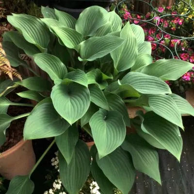 Hosta Krossa Regal