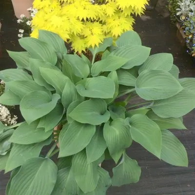 Hosta Krossa Regal