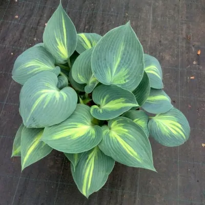 Hosta Touch of Class (r)