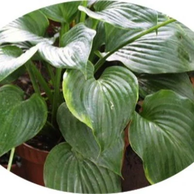 Hosta Beauty Substance