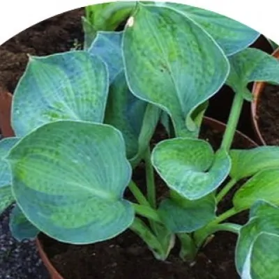 Hosta Blue bird