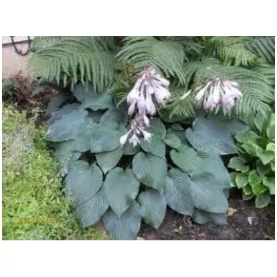 Hosta Blue Boy