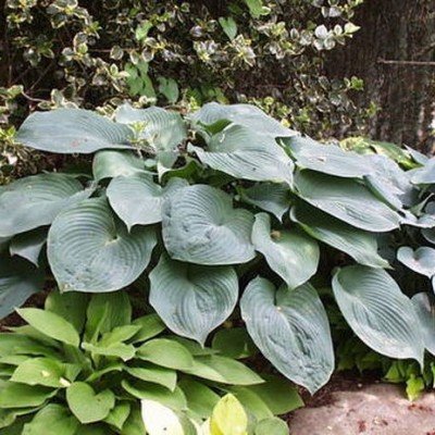 Hosta Blue Mammouth