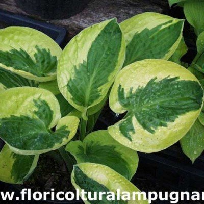 Hosta Brim cup