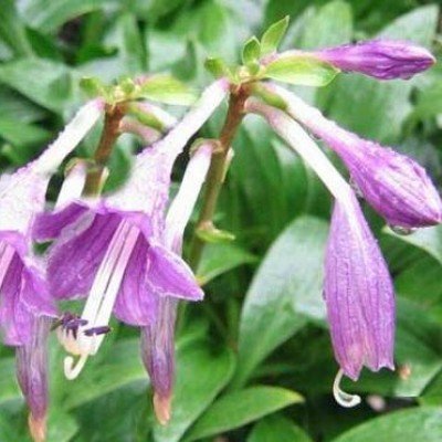 Hosta Clausa normalis