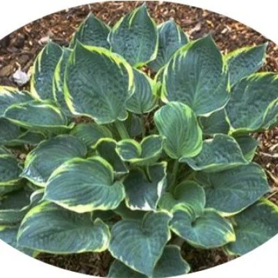 Hosta Crusader