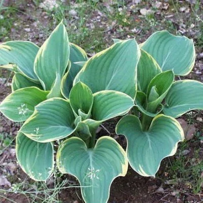 Hosta Fluctuans Sagae