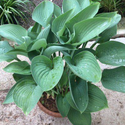 Hosta Nigrescens