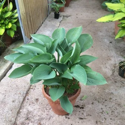 Hosta Nigrescens