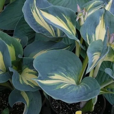 Hosta Dream Weaver