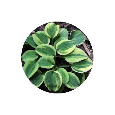 Hosta Hope (Miniatura 10/20...