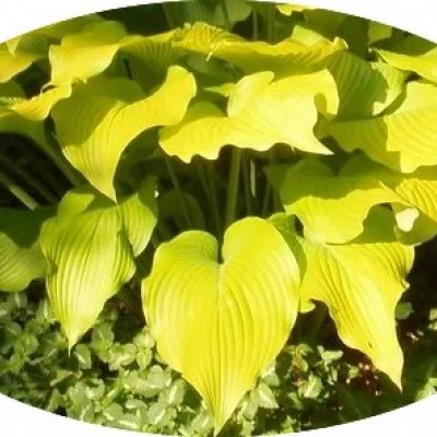 Hosta Golden Waffles