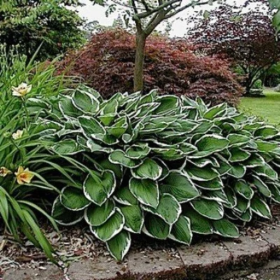 Hosta Francee Fortunei