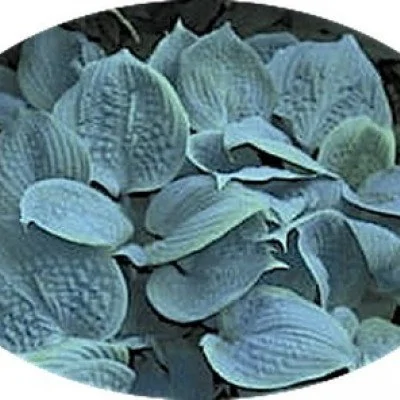 Hosta Fragrant Blue