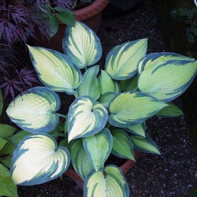 Hosta June (r)