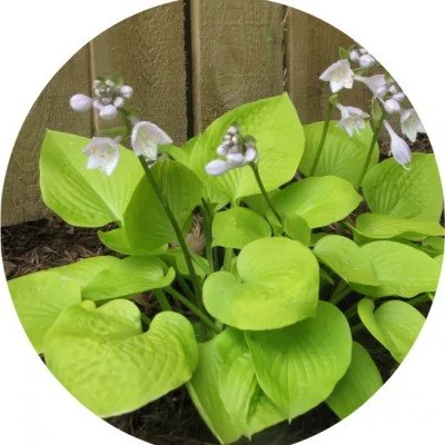 Hosta Golden Medallion