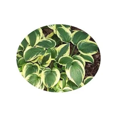 Hosta Honey song