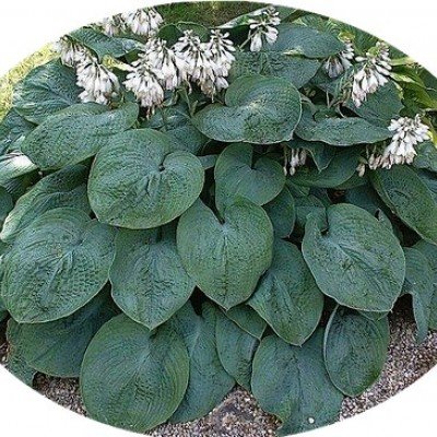 Hosta Sieboldiana elegans