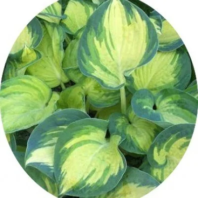 Hosta Great Expectation.®