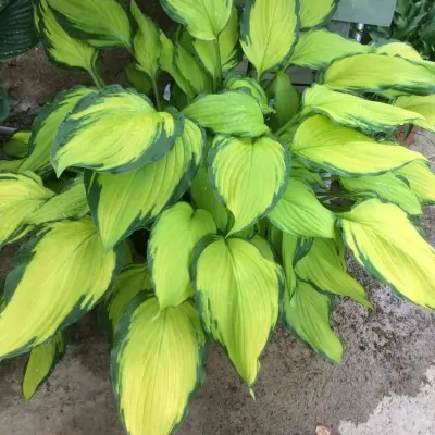 Hosta Lady Guinevere